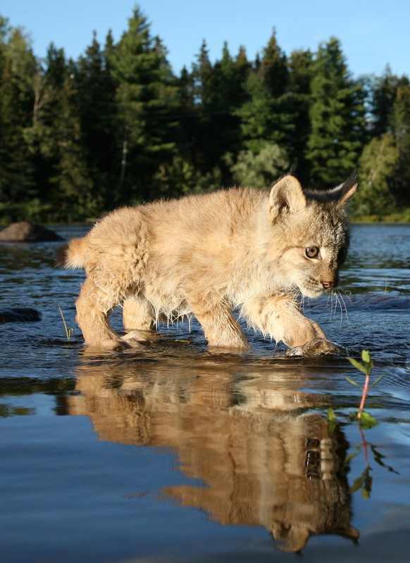 LYNX