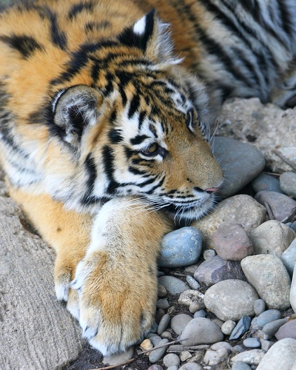 TIGRE