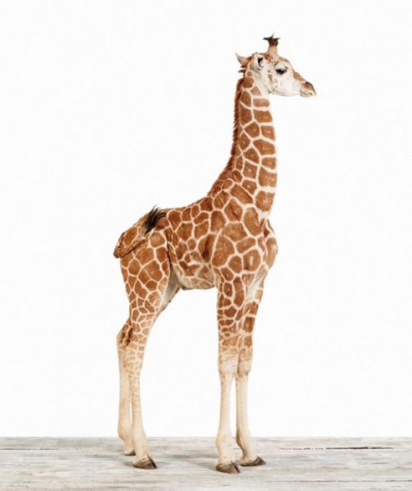 GIRAFE