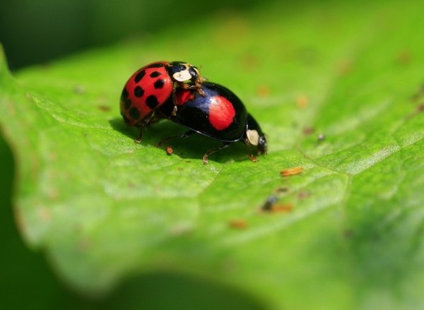 COCCINELLES