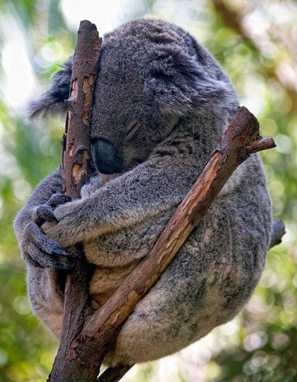 KOALA