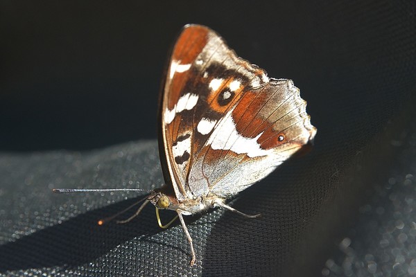 PAPILLON