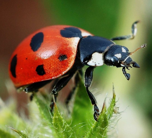 COCCINELLE