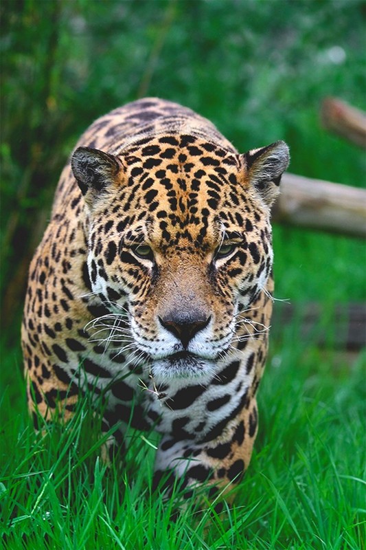 LEOPARD