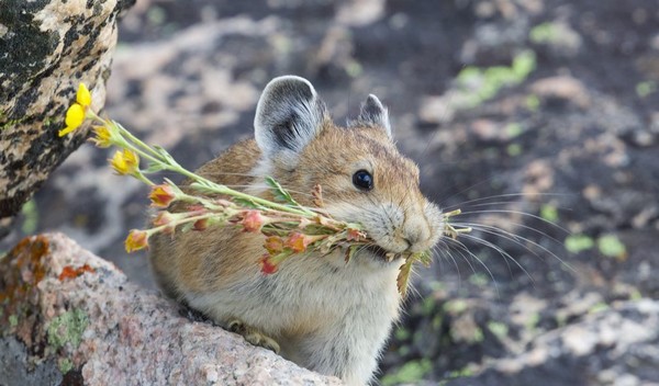 SOURIS RAT HAMSTER... 2