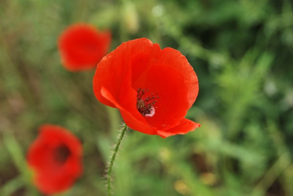 COQUELICOTS 2