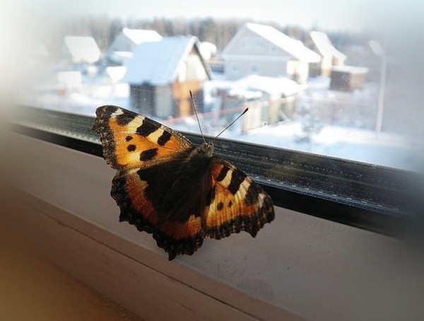 PAPILLON