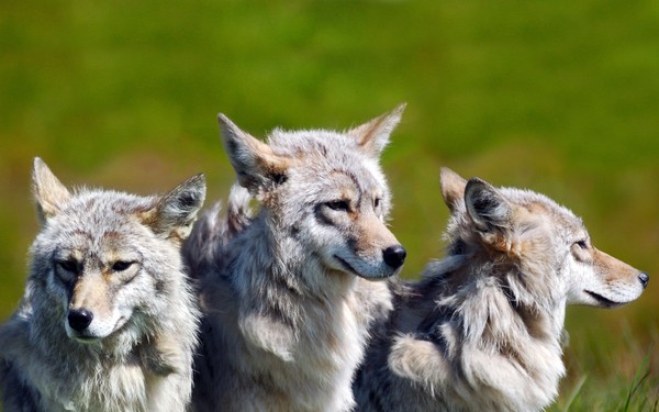 LOUPS