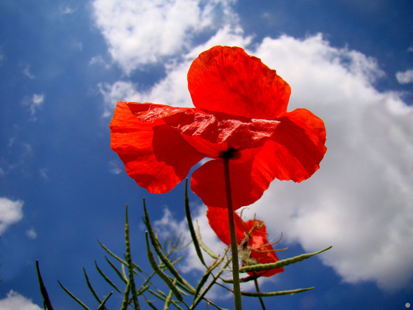 COQUELICOTS