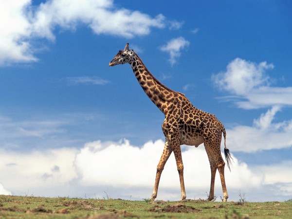 GIRAFE