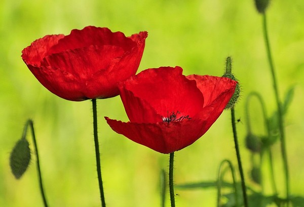 COQUELICOTS