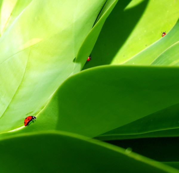 COCCINELLE