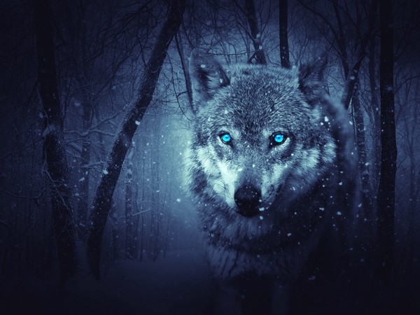 LOUP