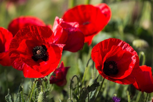 COQUELICOTS