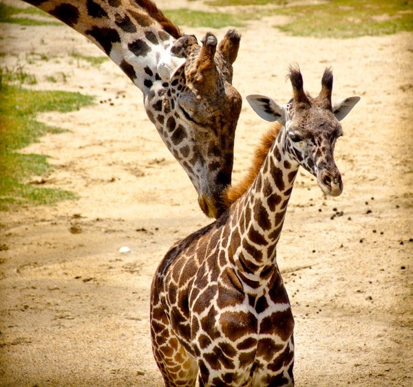 GIRAFES