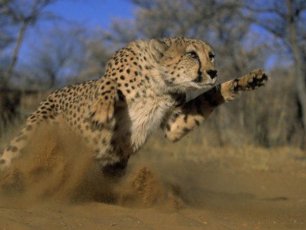 GUEPARD