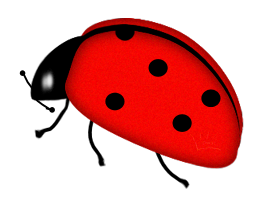 COCCINELLE 2