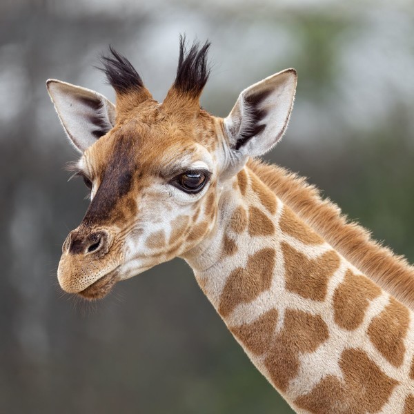 GIRAFE