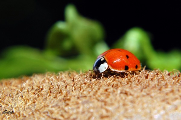 COCCINELLE