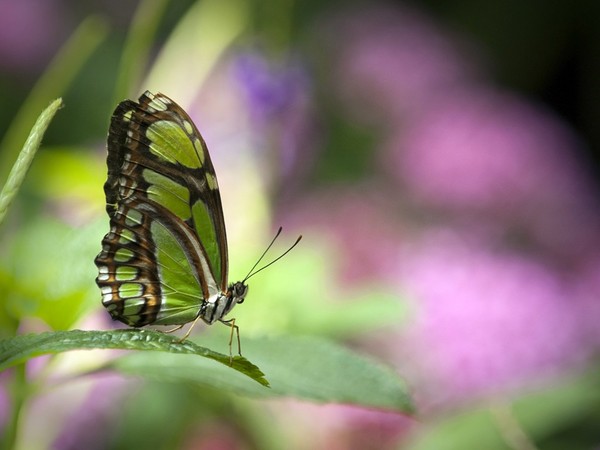 PAPILLON