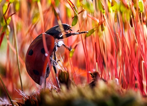 COCCINELLE