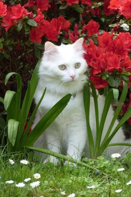 CHAT 7