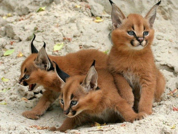 BEBES LYNX