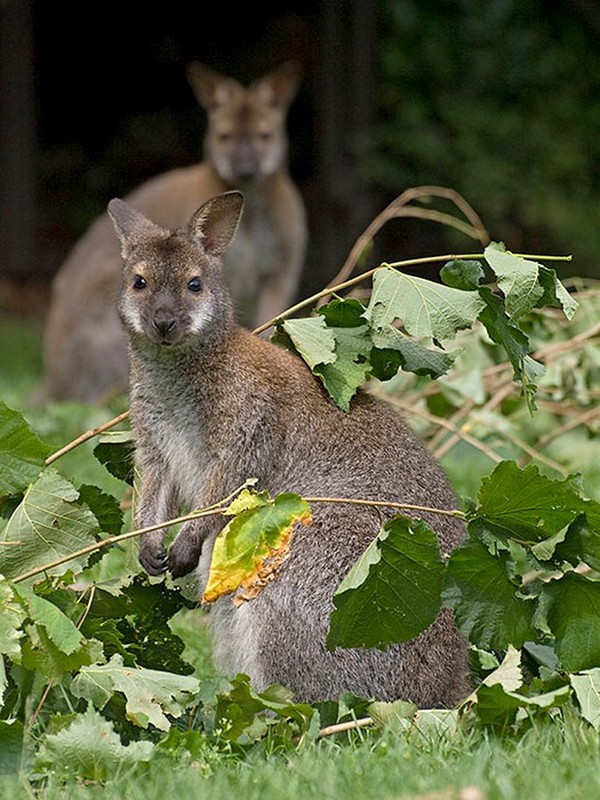 KANGOUROUS