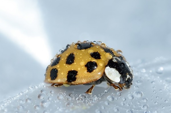 COCCINELLE