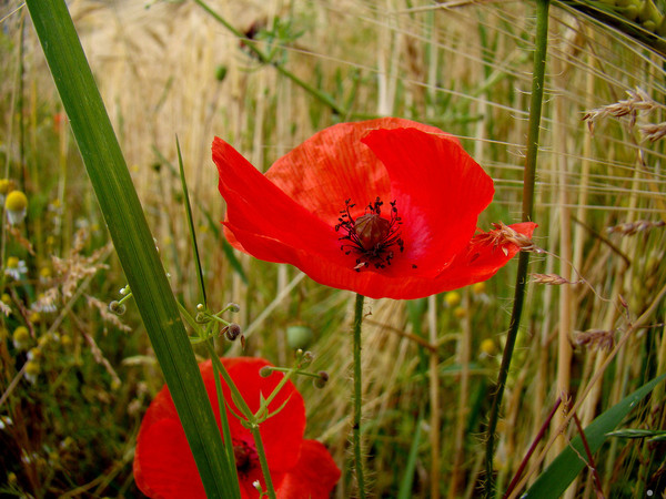 COQUELICOTS