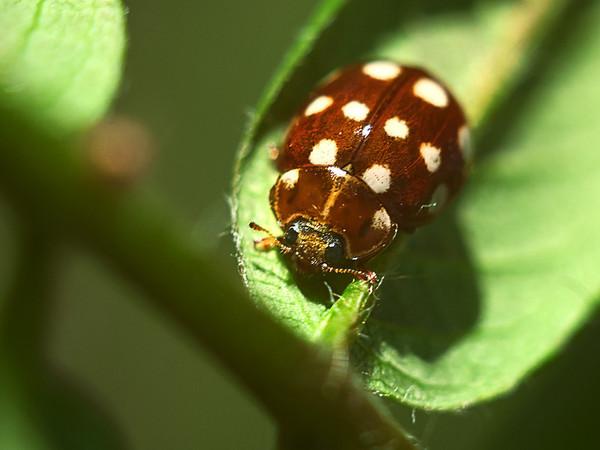 COCCINELLE 2