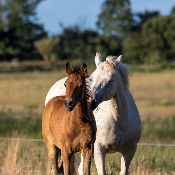 CHEVAUX 2