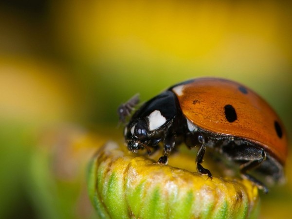 COCCINELLE