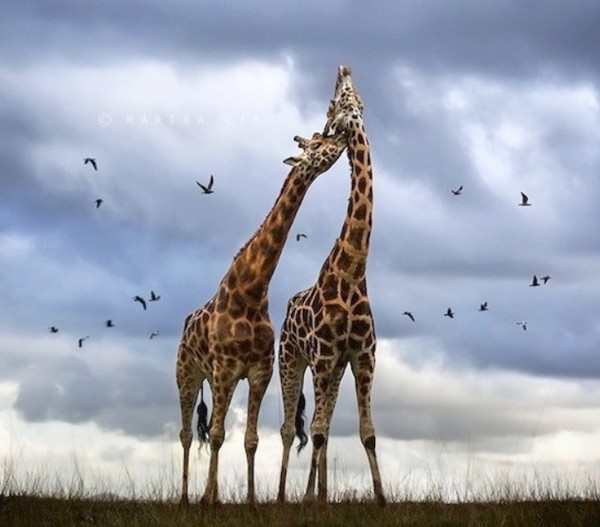 GIRAFES