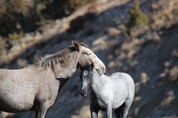 CHEVAUX 2