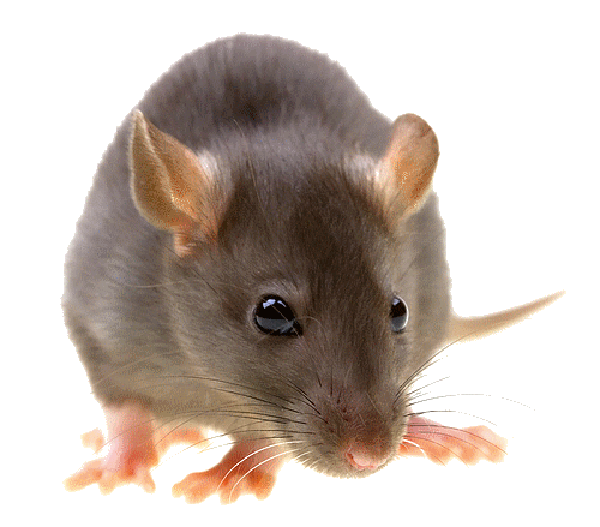 SOURIS RATS...