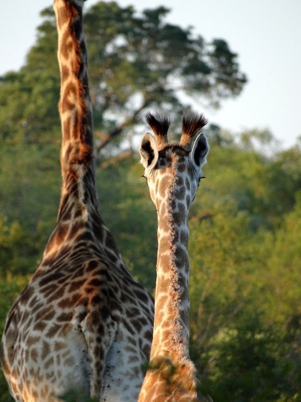 GIRAFES