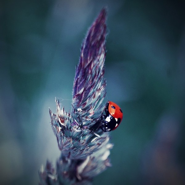 COCCINELLE