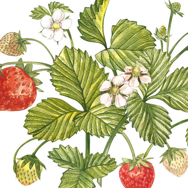 LES FRAISES 2