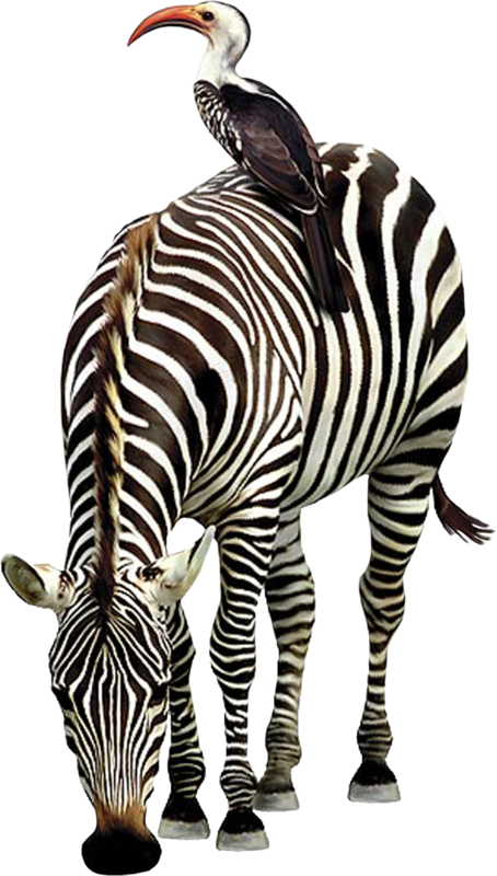 ZEBRE