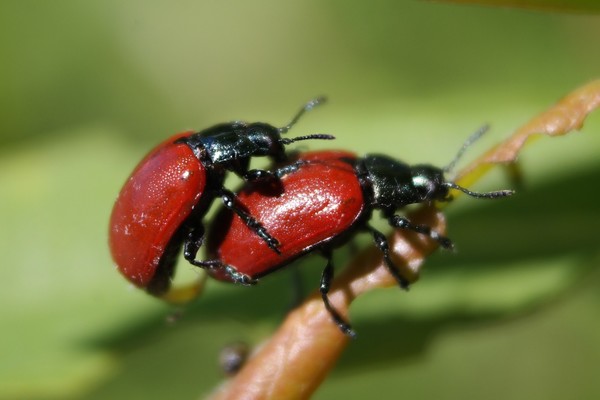 COCCINELLES 2