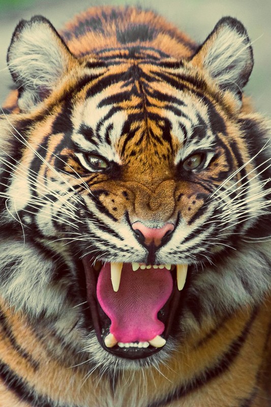 TIGRE