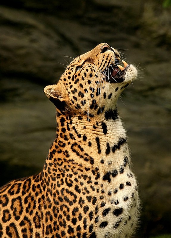 LEOPARD