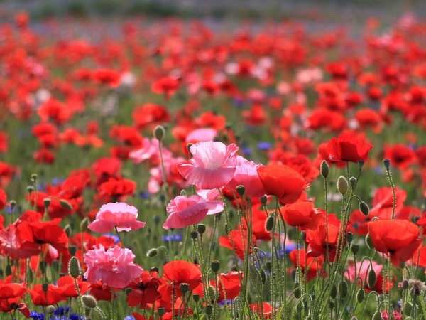 COQUELICOTS