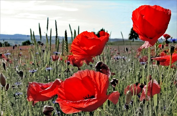 COQUELICOTS