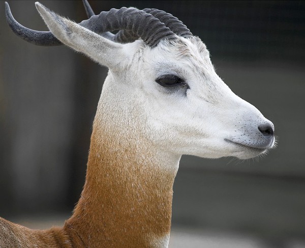 GAZELLE