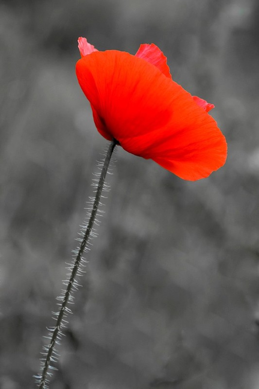 COQUELICOTS