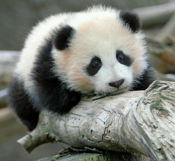 PANDA