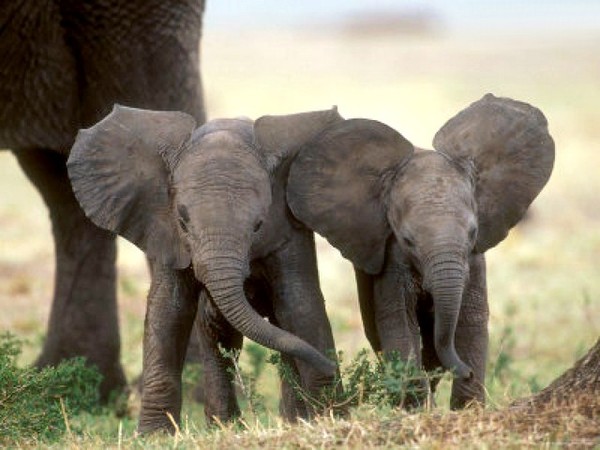 ELEPHANTS