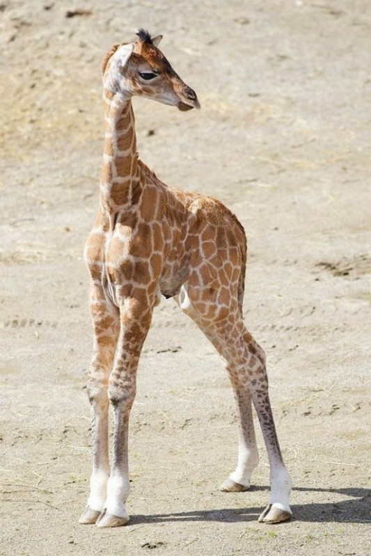 GIRAFE